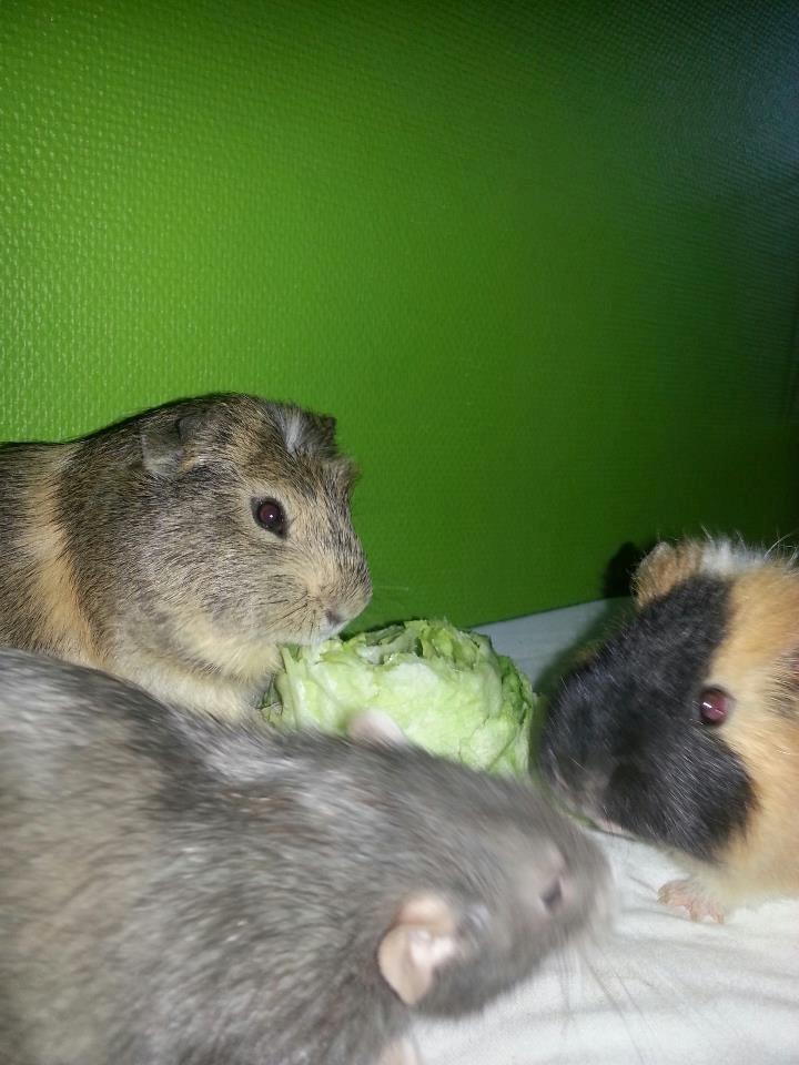 Marsvin Gustav - Gustav, Mahammed og Felix billede 10