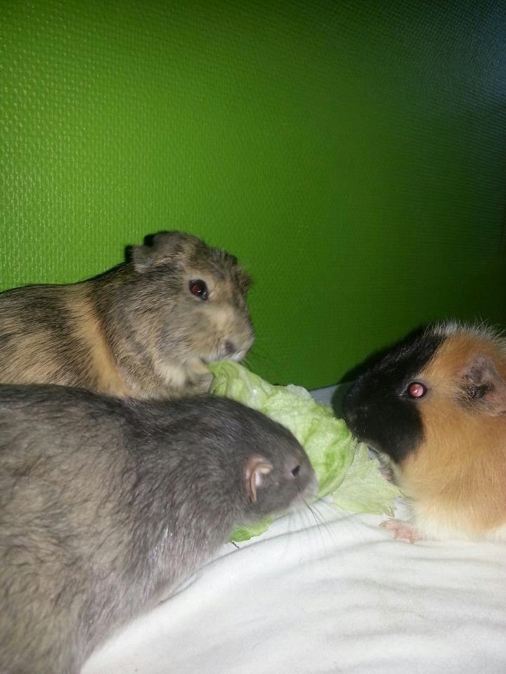 Marsvin Gustav - Gustav, Mahammed og Felix billede 11