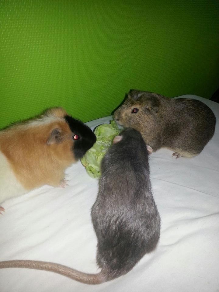 Marsvin Gustav - Gustav, Mahammed og Felix billede 12