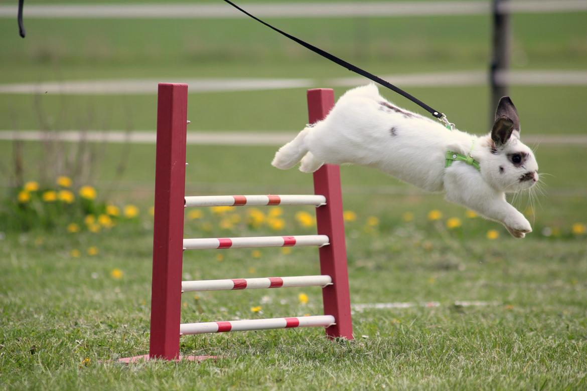 Kanin Winds Giyan - Taget af Frederikke / Eskir billede 19