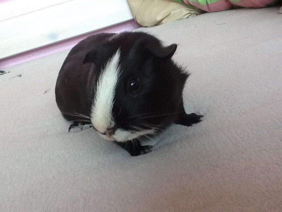 Marsvin Blis - det var da han var mindre og var indenfor billede 1