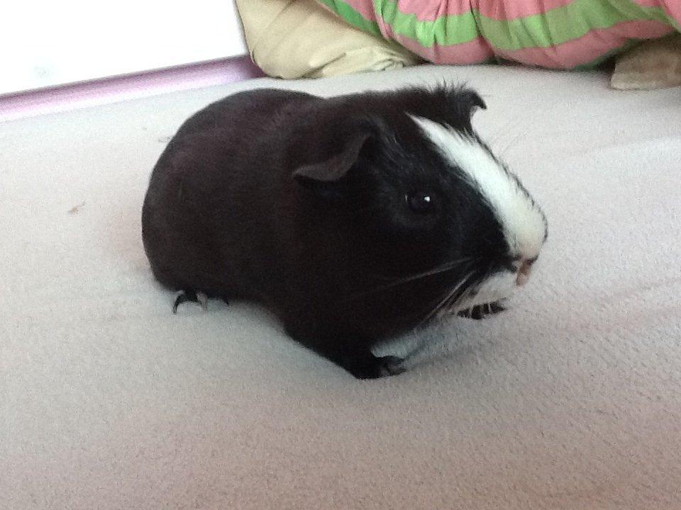 Marsvin Blis billede 2