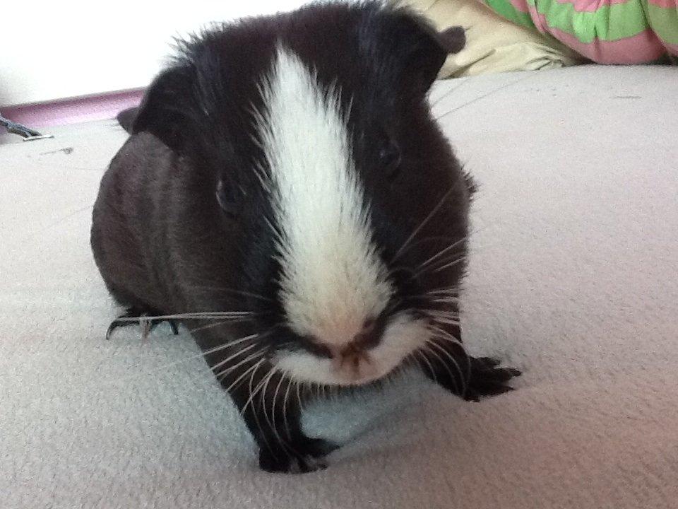 Marsvin Blis billede 3