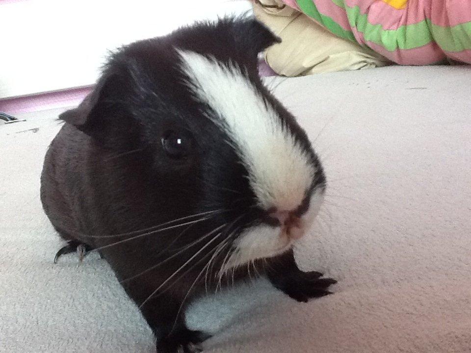 Marsvin Blis billede 4