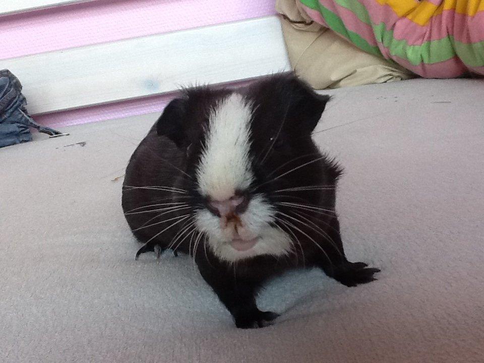 Marsvin Blis billede 5