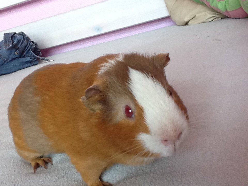 Marsvin PallePjuske billede 3