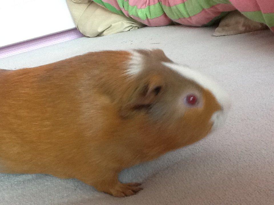 Marsvin PallePjuske billede 1