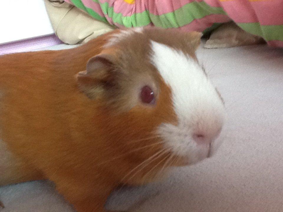 Marsvin PallePjuske billede 2