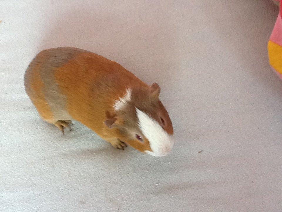 Marsvin PallePjuske billede 4