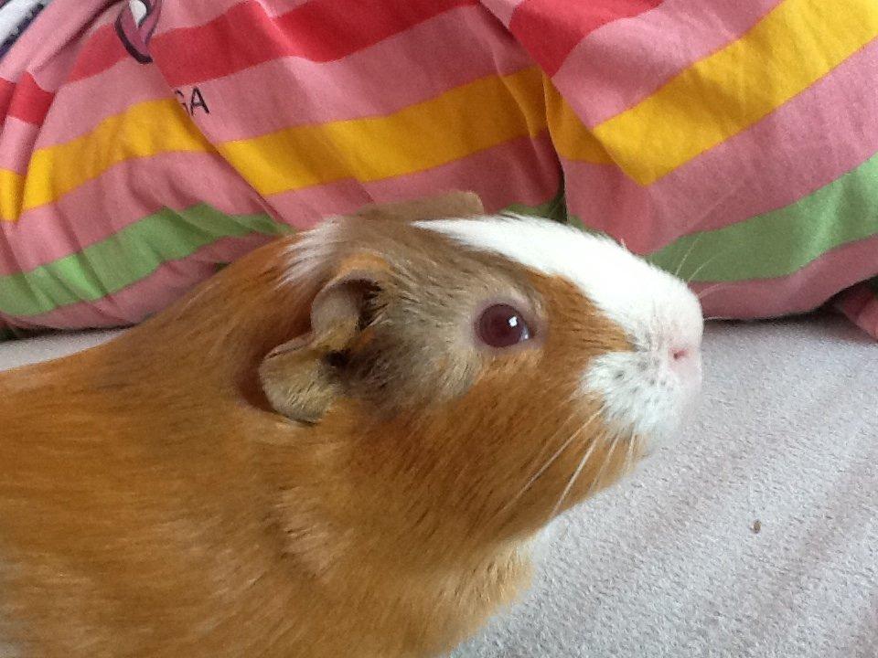 Marsvin PallePjuske billede 5