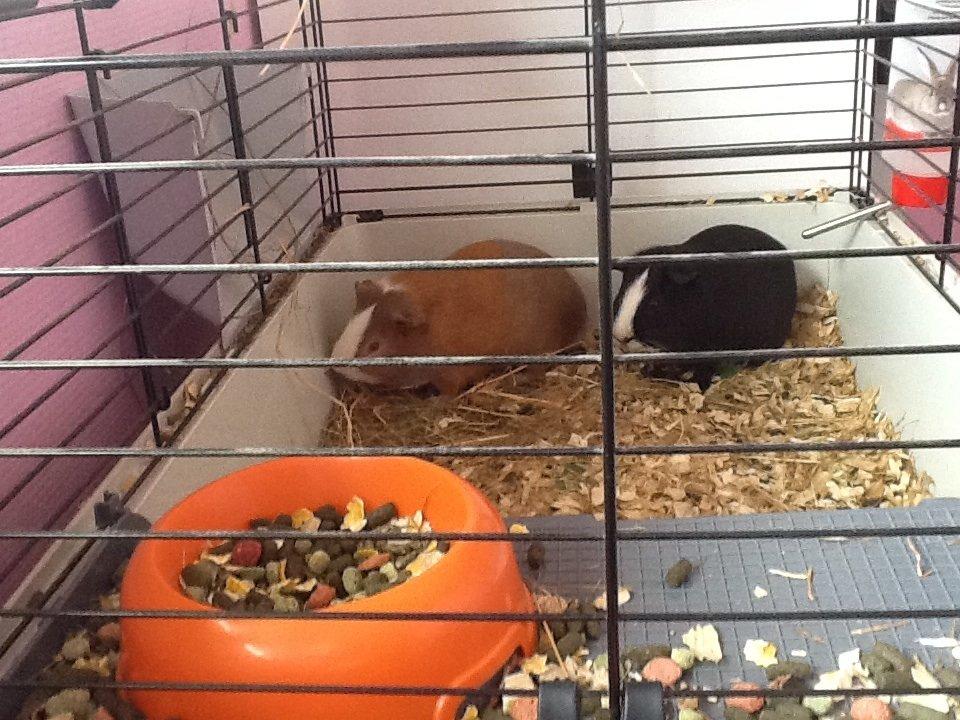 Marsvin Blis billede 6