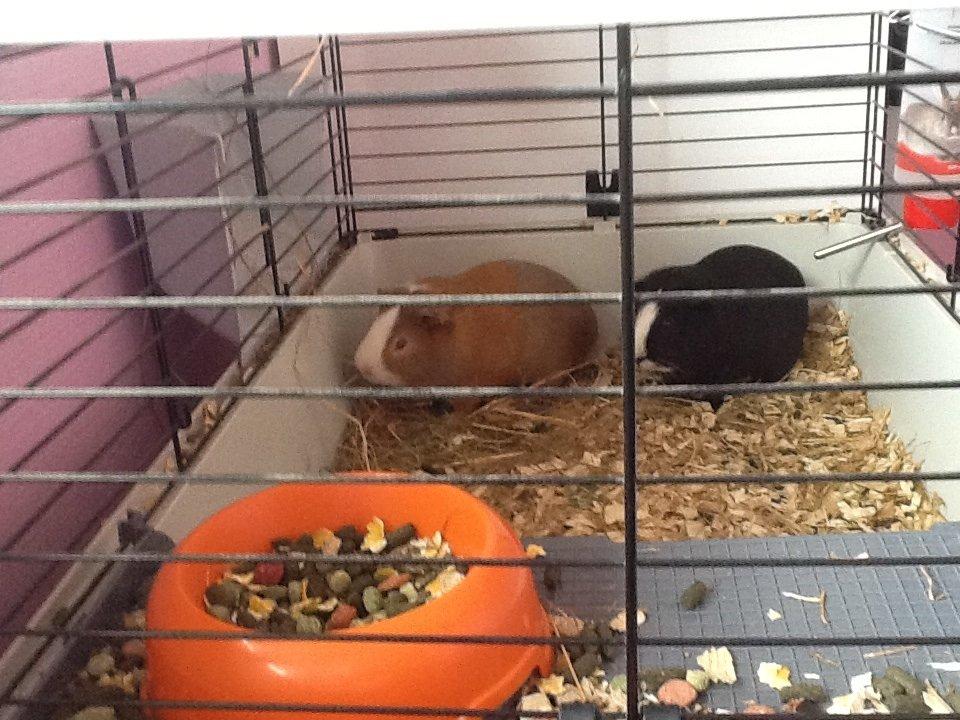 Marsvin Blis billede 7