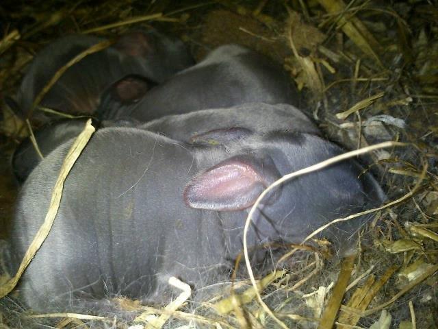 Kanin Ursula - 1 dag gamle billede 6