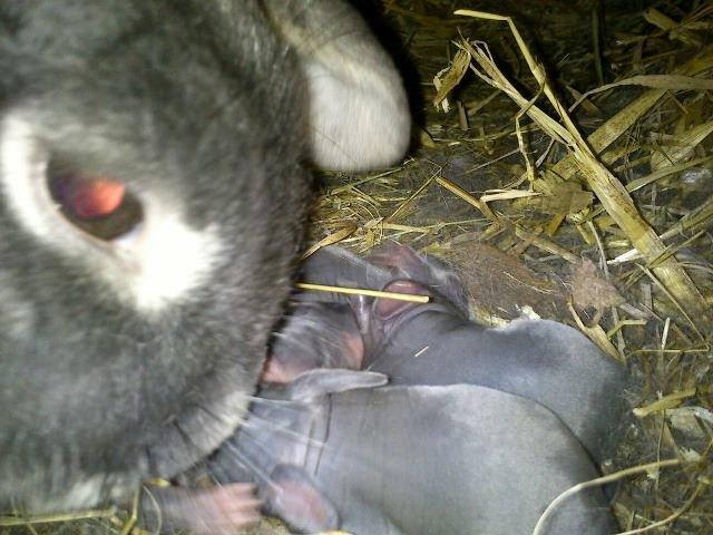 Kanin Ursula - Lidt moderlig omsorg :) billede 7