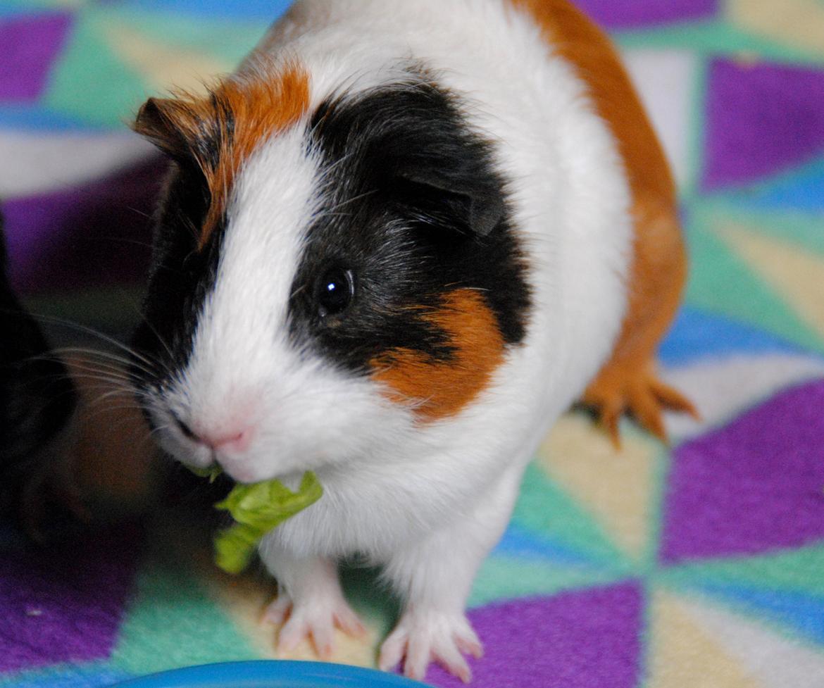 Marsvin | Mille My - Milly nipper lidt på noget salat :-D billede 6