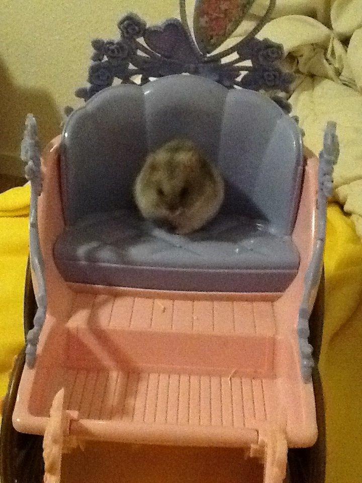 Dværghamster Pebzi (prinsen)*bebsen* :*<3 billede 1