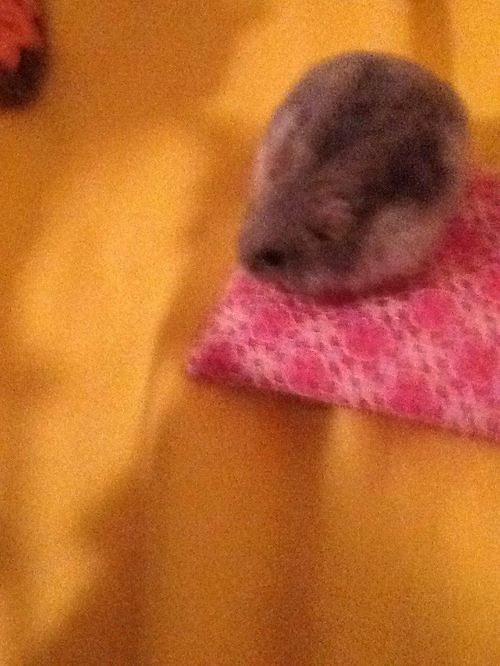 Dværghamster Pebzi (prinsen)*bebsen* :*<3 billede 2