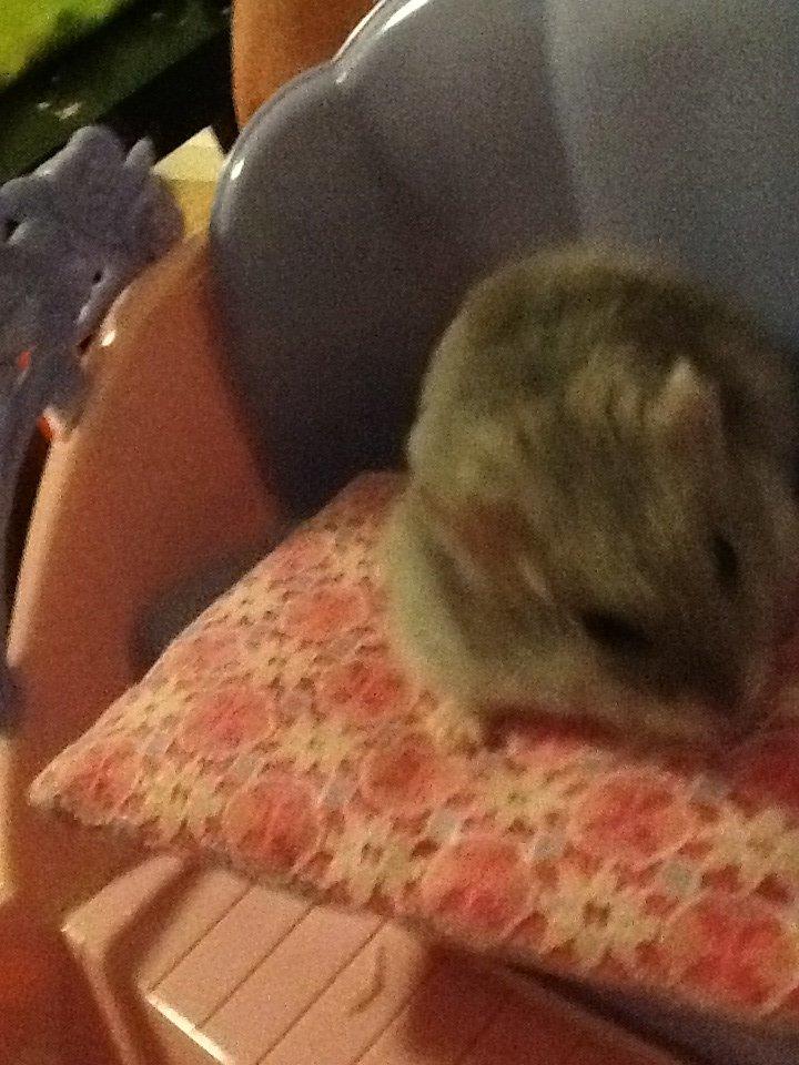 Dværghamster Pebzi (prinsen)*bebsen* :*<3 billede 3