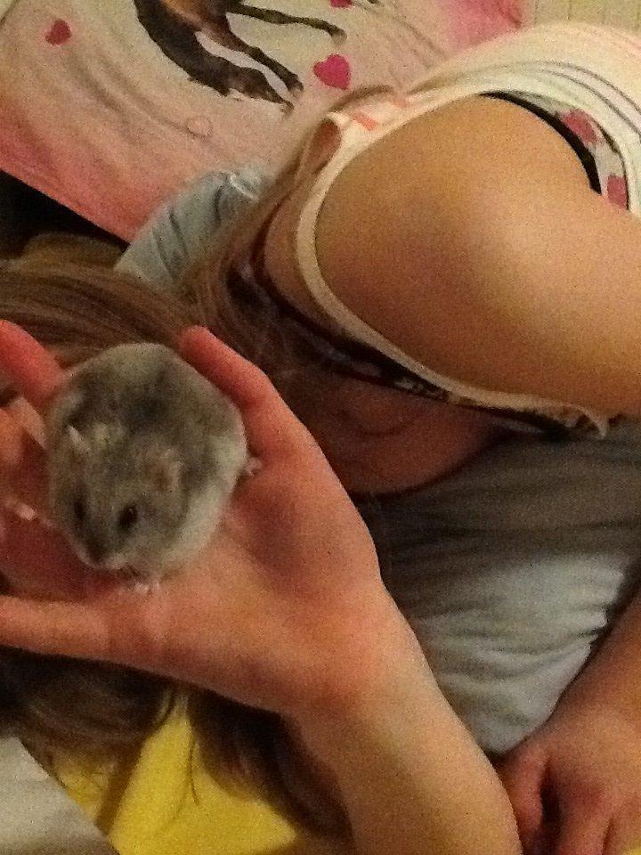 Dværghamster Pebzi (prinsen)*bebsen* :*<3 billede 6