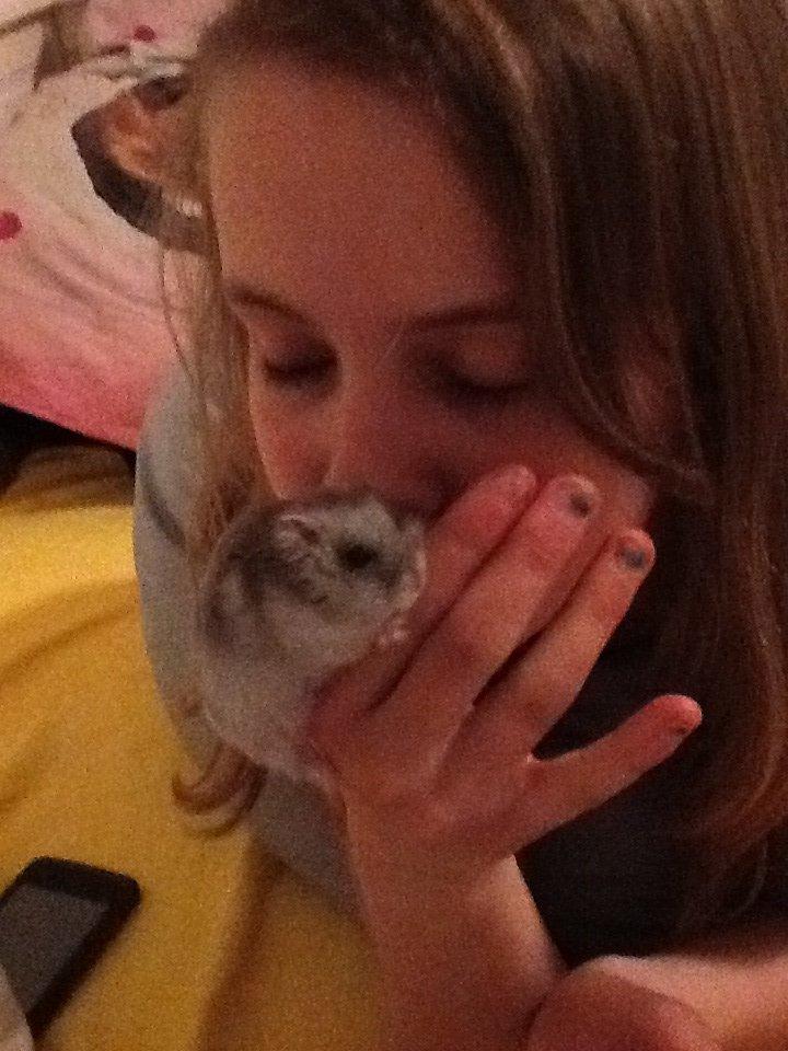 Dværghamster Pebzi (prinsen)*bebsen* :*<3 billede 7