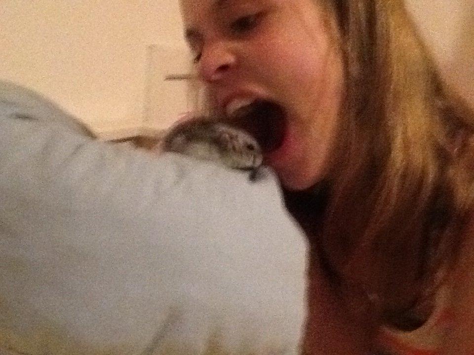 Dværghamster Pebzi (prinsen)*bebsen* :*<3 billede 8