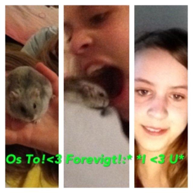 Dværghamster Pebzi (prinsen)*bebsen* :*<3 billede 9