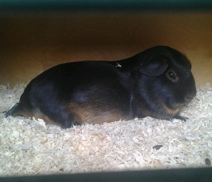 Marsvin Gismo´s Hasselnød billede 2