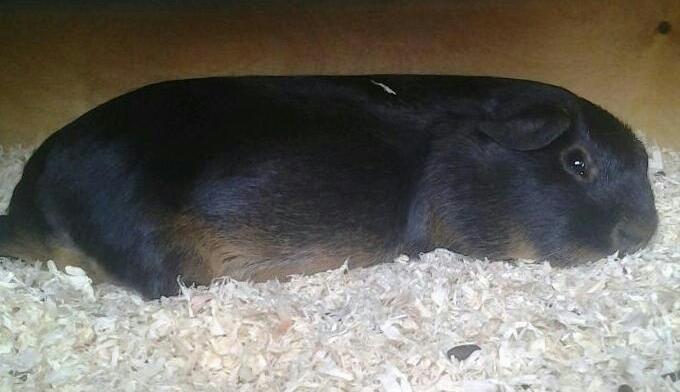 Marsvin Gismo´s Hasselnød - Velkommen til Hassel´s profil! Her ligger hun et par dage før ungerne kommer og er rimelig træt! billede 1