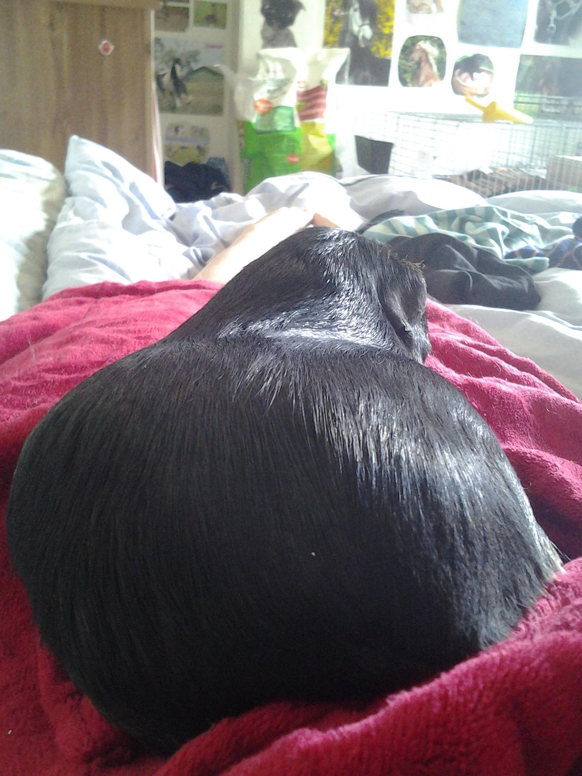 Marsvin Gismo´s Hasselnød - Tyk, tykkere, Hasselnød... billede 3