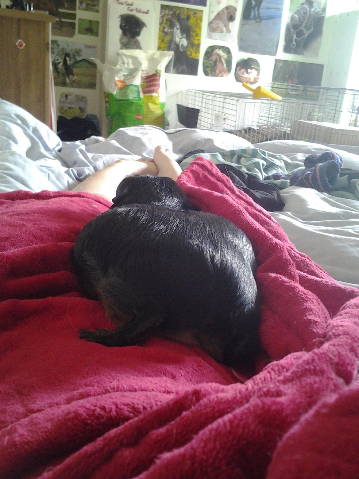 Marsvin Gismo´s Hasselnød billede 4