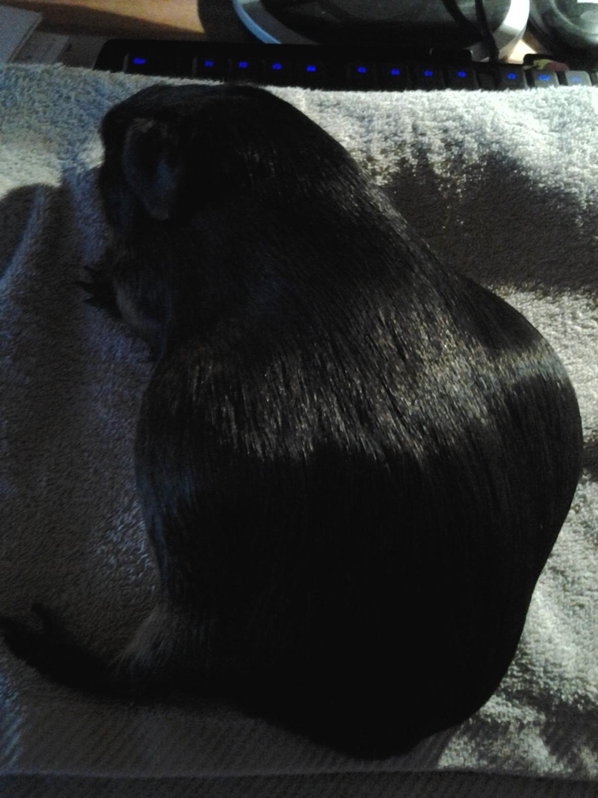 Marsvin Gismo´s Hasselnød - Ihhh den mave :D  billede 5