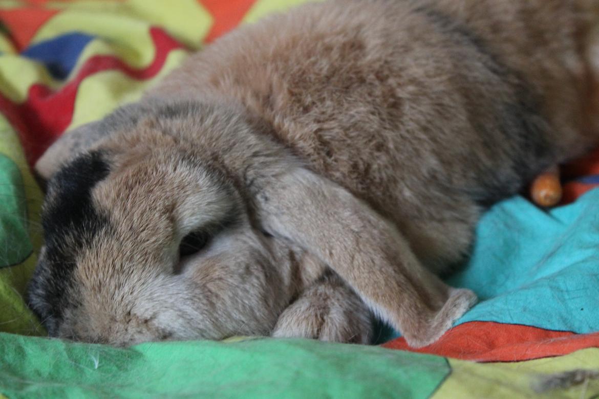 Kanin Dundines Ch. Roberto billede 1