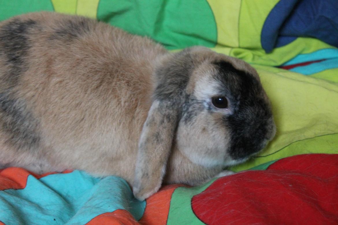 Kanin Dundines Ch. Roberto billede 2