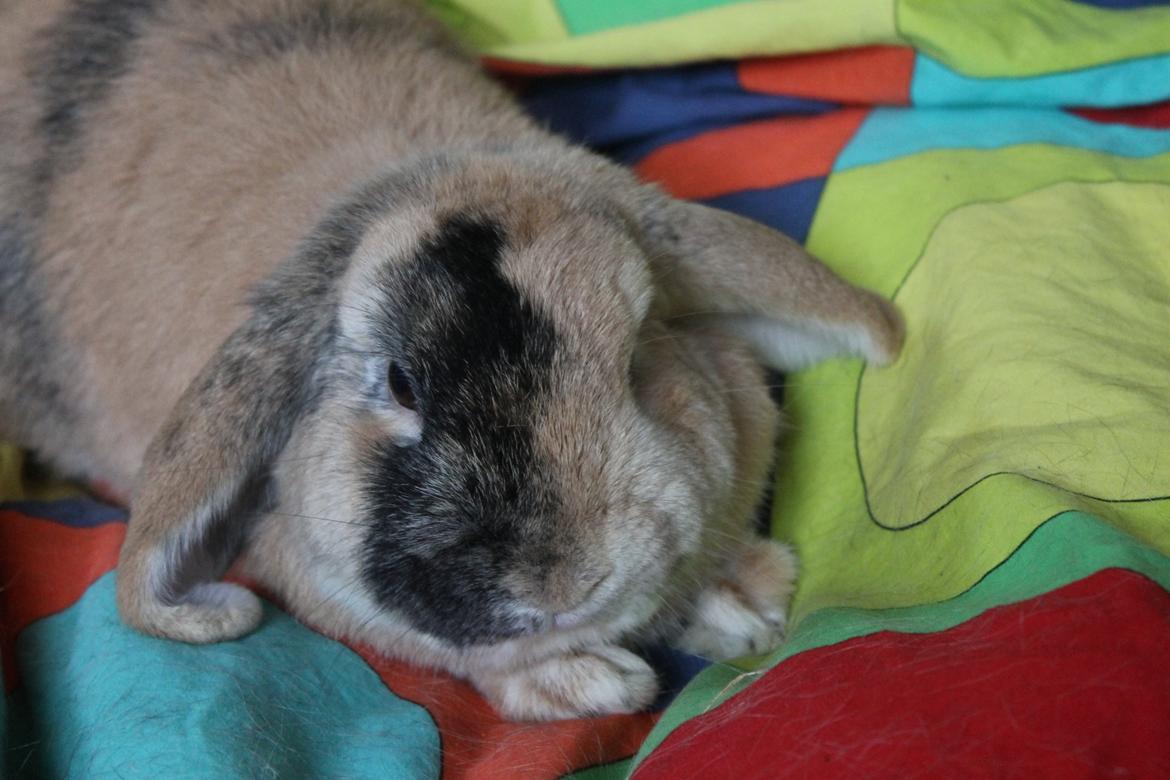 Kanin Dundines Ch. Roberto billede 3