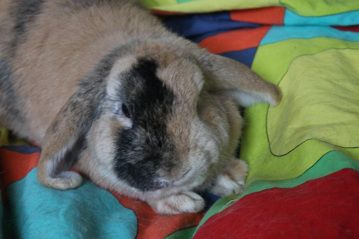 Kanin Dundines Ch. Roberto billede 4