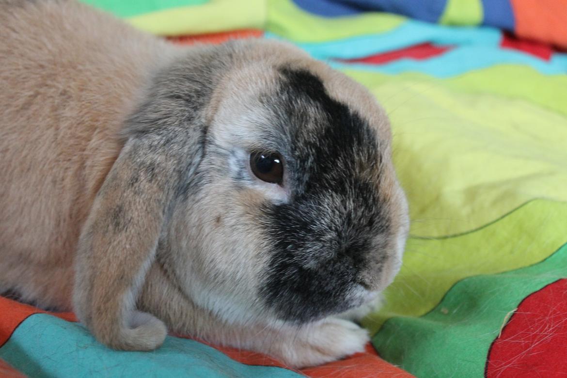 Kanin Dundines Ch. Roberto billede 5