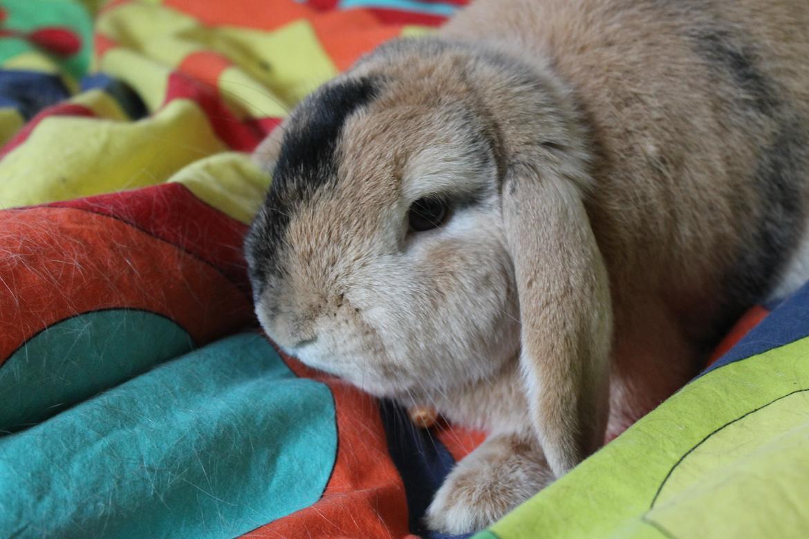 Kanin Dundines Ch. Roberto billede 6