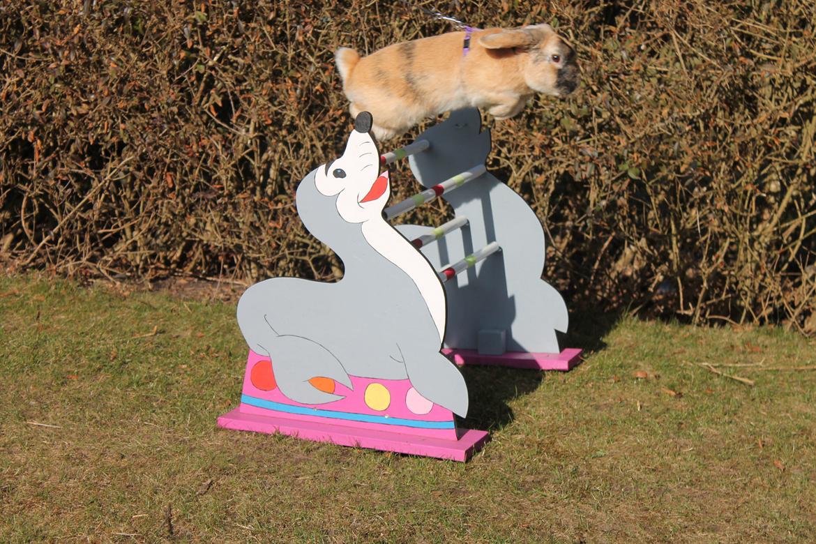 Kanin Dundines Ch. Roberto billede 7