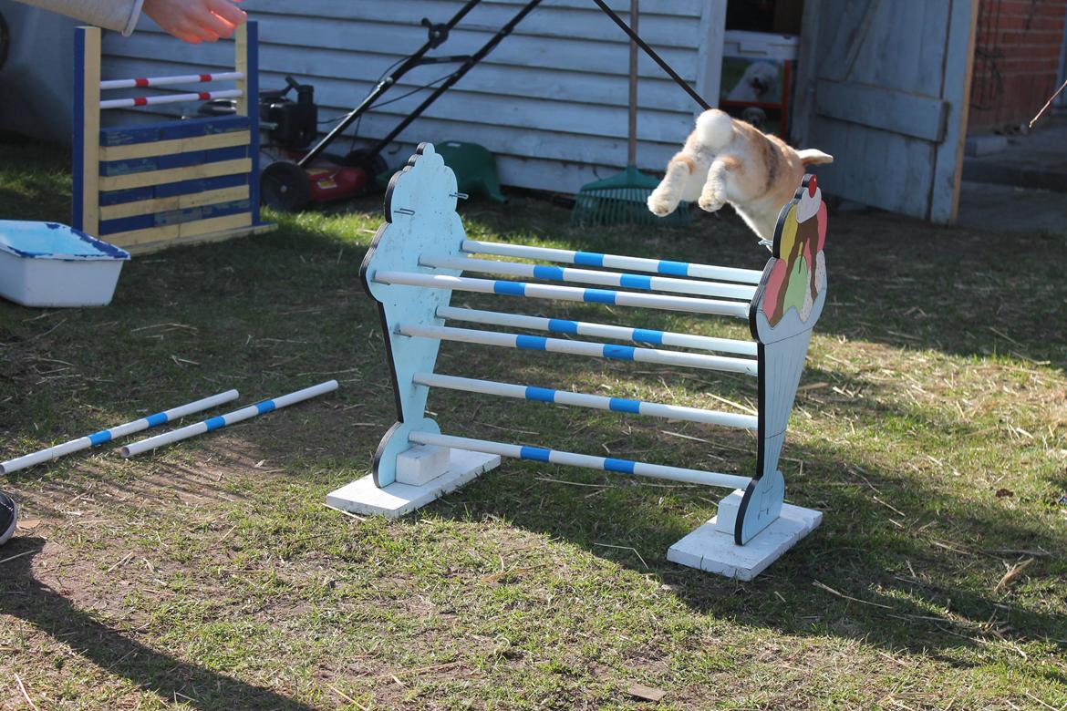 Kanin Dundines Ch. Roberto billede 9