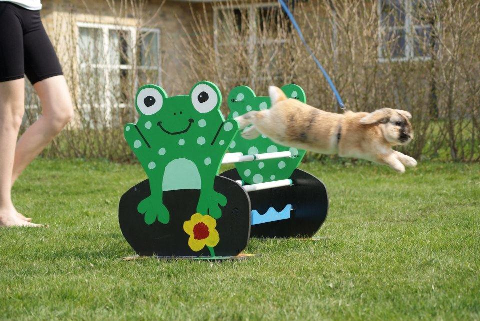 Kanin Dundines Ch. Roberto billede 11