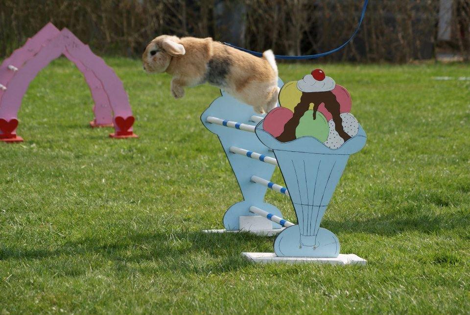 Kanin Dundines Ch. Roberto billede 13