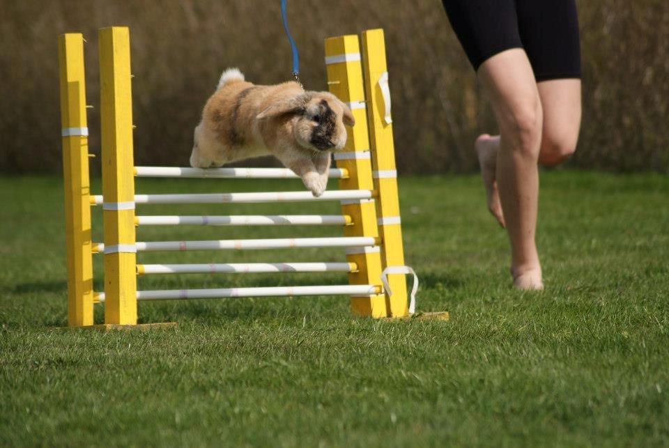 Kanin Dundines Ch. Roberto billede 14