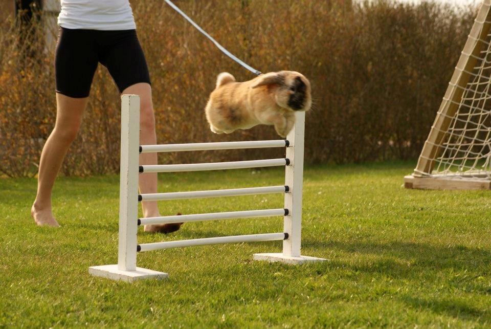 Kanin Dundines Ch. Roberto billede 15