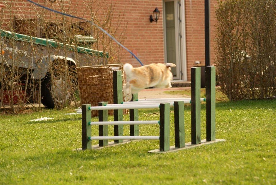 Kanin Dundines Ch. Roberto billede 16