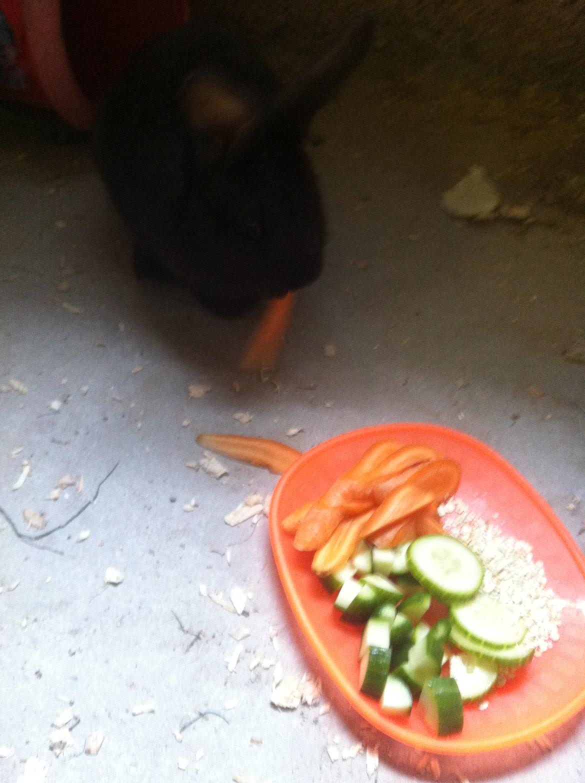 Kanin Diablos Ninus billede 2