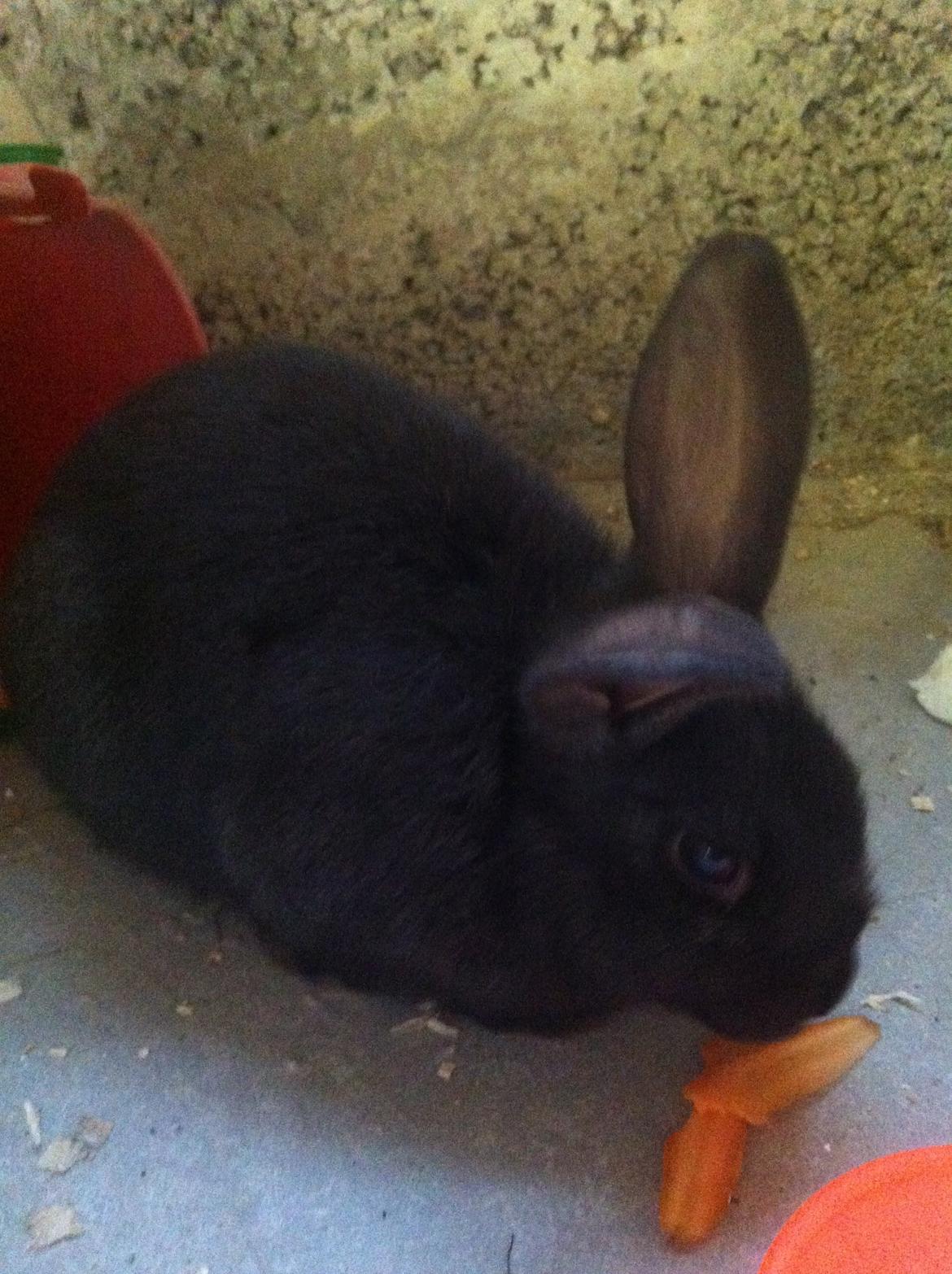 Kanin Diablos Ninus billede 3