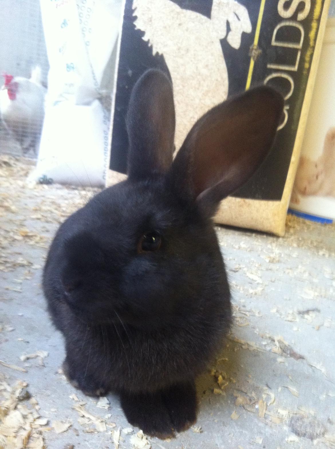 Kanin Diablos Ninus billede 1