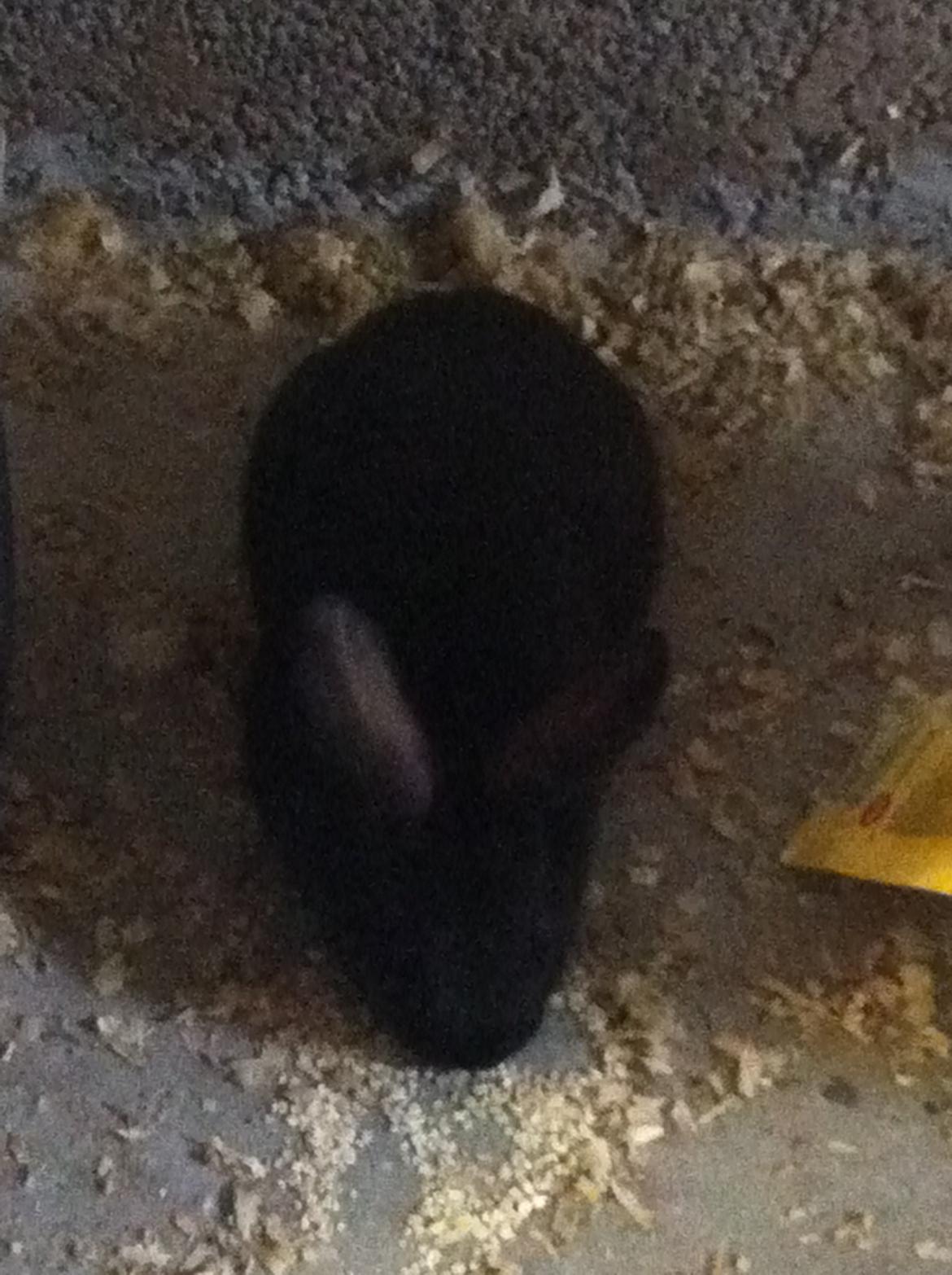 Kanin Diablos Ninus billede 5