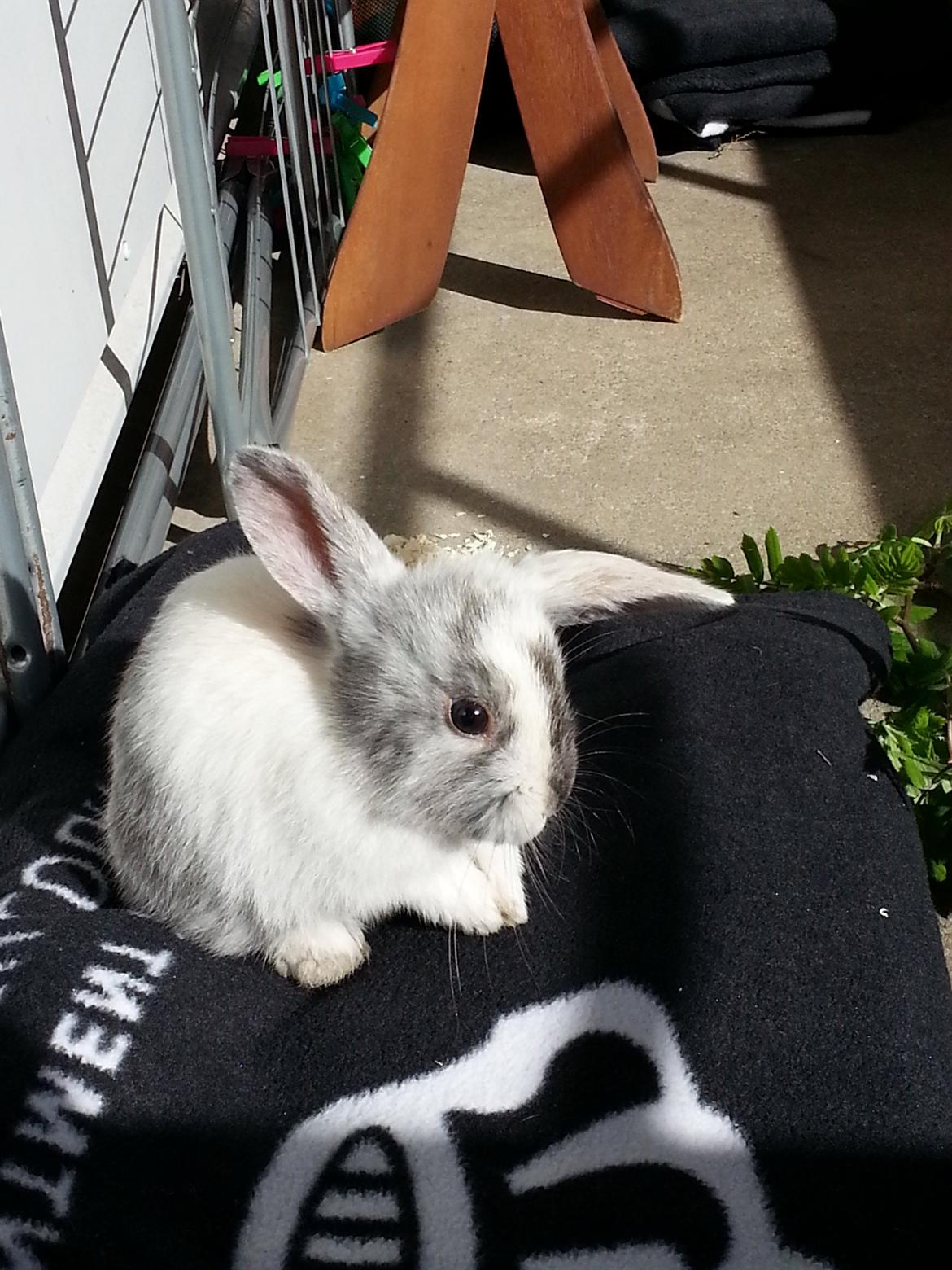 Kanin hr. skjødt R.I.P. d. 16 august 2013 billede 7