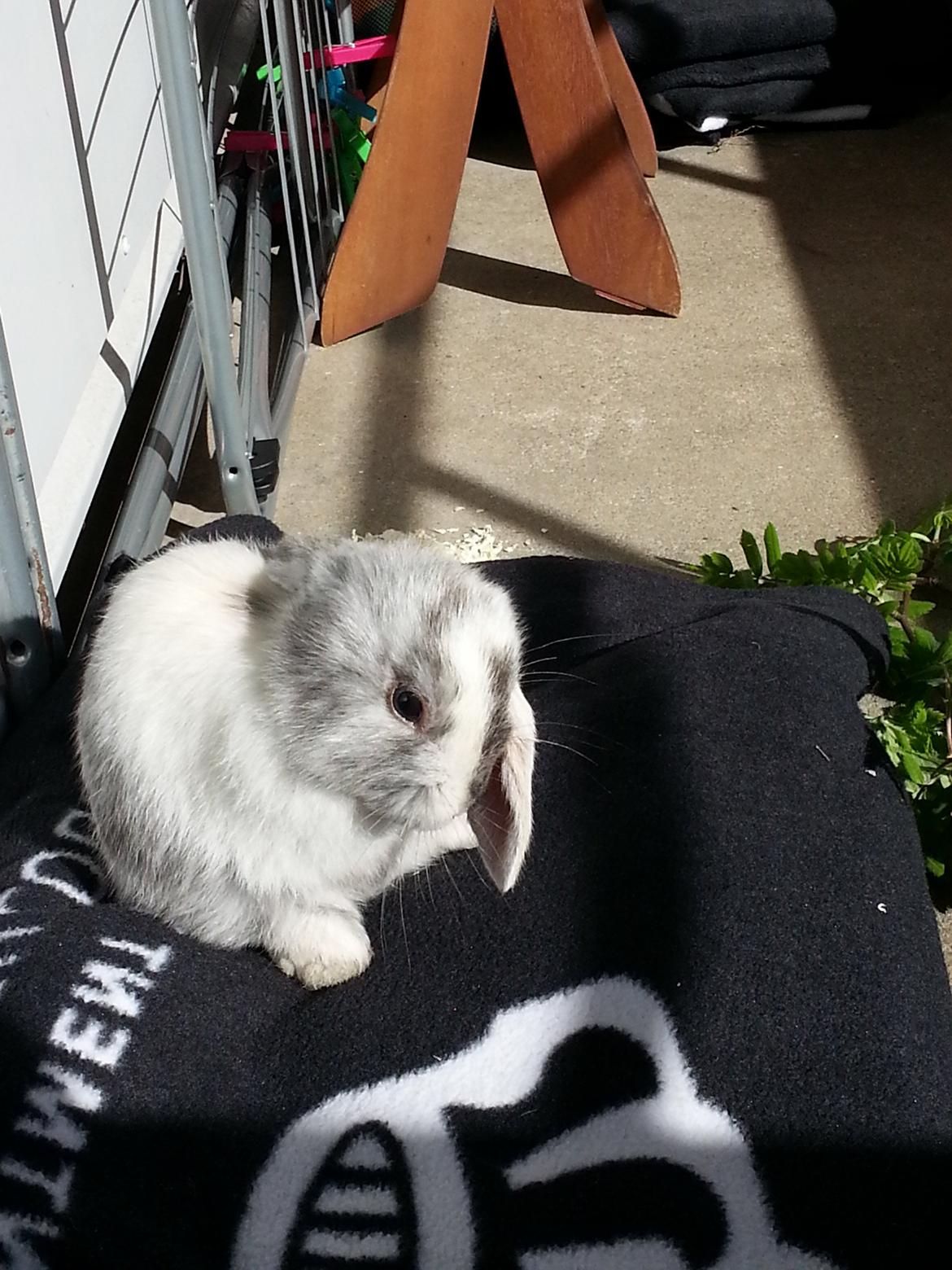 Kanin hr. skjødt R.I.P. d. 16 august 2013 billede 8